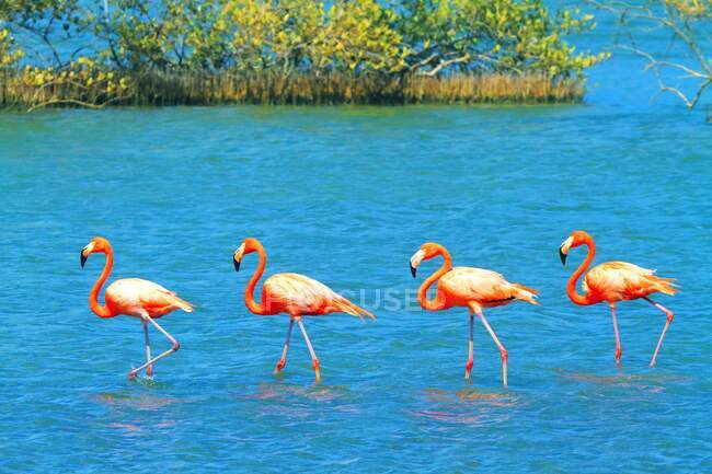 Antilles néerlandaises. Bonaire. Flamants roses. — Photo de stock