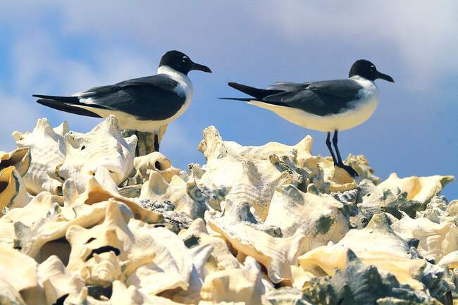 Dutch Antilles. Bonaire. Seagull on shells. — Stock Photo