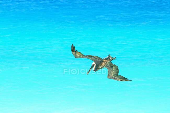 Dutch Antilles. Bonaire. Pelican. — Stock Photo
