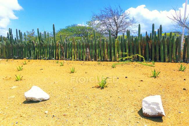 Antilles néerlandaises. Bonaire. Cactus. — Photo de stock