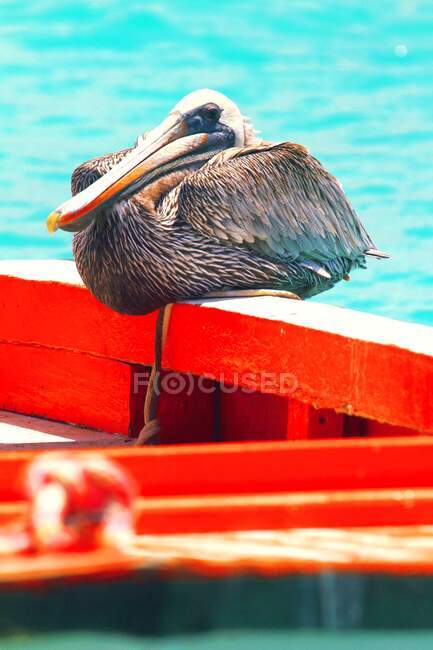 Antillas Holandesas. Bonaire. Pelícano. - foto de stock