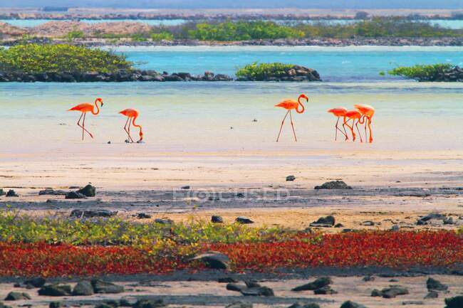 Antillas Holandesas. Bonaire. Flamencos rosas. - foto de stock