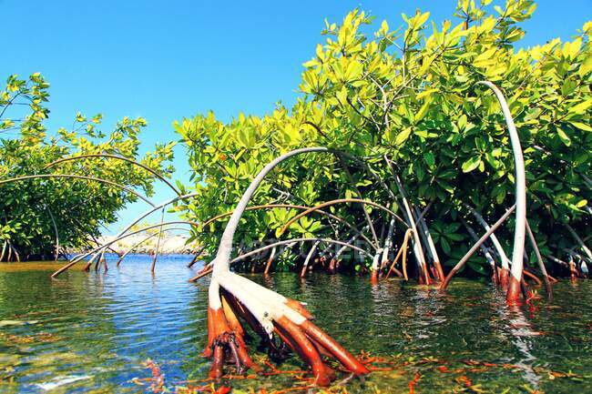 Antilles néerlandaises. Bonaire. Mangrova. — Photo de stock