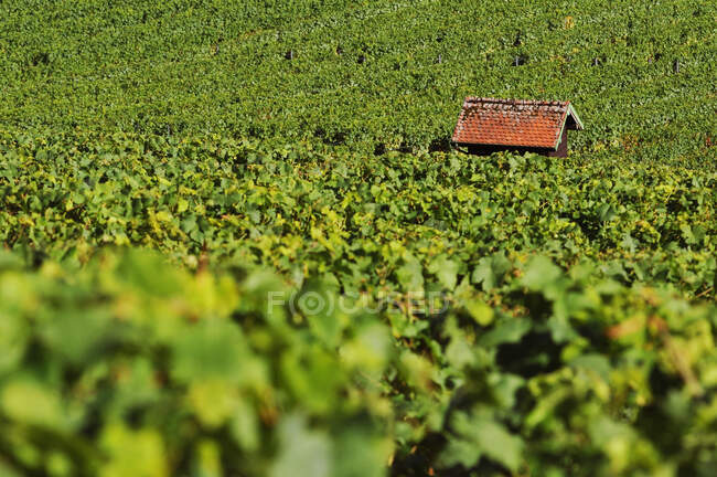 Switzerland, Vaud, region of Bonvillars on Neuchatel lake, shelter in the vineyard — Stock Photo