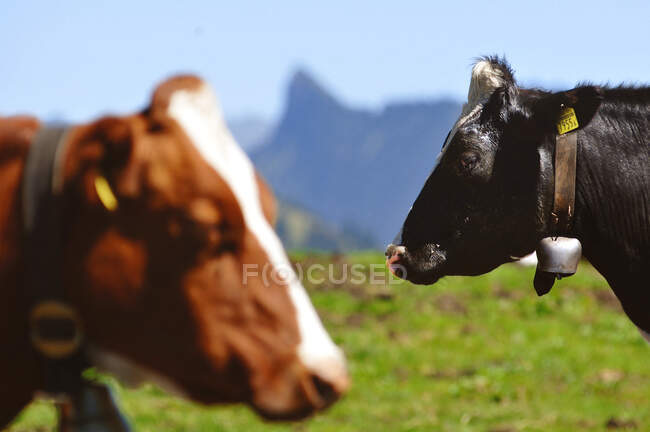 Switzerland, Fribourg canton, Les Paccots mountain station on Chatel-St-Denis district, alpin scenery around Dent de Lys mount. Two cow heads in profile, a red and a black one, with their bell around their neck — Stock Photo