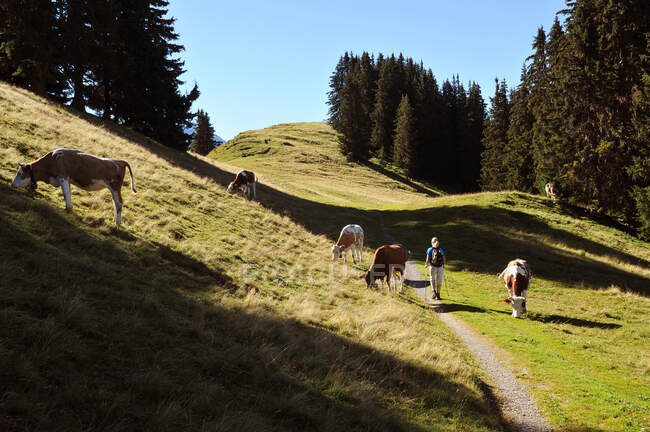 Switzerland, Berne canton, Hight-Simmental region, hikers on a path where cows are grazing in the alpine pastures — Stock Photo