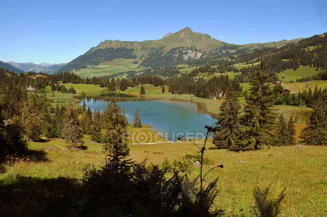 Suíça, cantão de Berna, região Hight-Simmental, Pastagens em Wispile, caminhadas até o vale Lauenen e lago — Fotografia de Stock