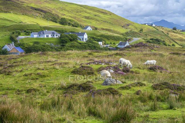 Europe, Great Britain, Scotland, Hebrides, south-east of the Isle of Skye, Point of Sleat, farms and ships in the moor — Stock Photo