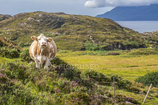 Європа, Велика Британія, Шотландія, Гебриди, на південний схід від острова Скай, пасучи корову в точці Сляту. — стокове фото
