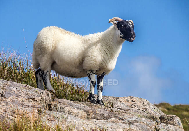 Europa, Großbritannien, Schottland, Hebriden, südöstlich der Isle of Skye, Point of Sleat, Schottische Blackface-Schafe auf Felsen — Stockfoto