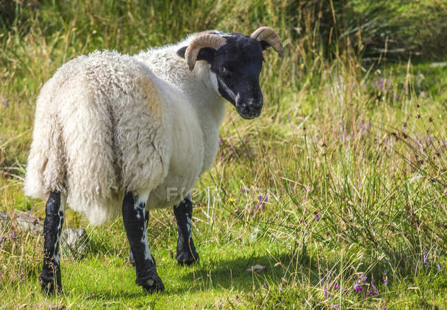 Europa, Gran Bretaña, Escocia, Hébridas, al sureste de la Isla de Skye, Point of Sleat, pastoreo ovejas Blackface escocesas - foto de stock