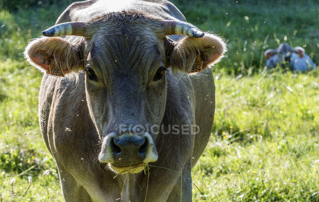 Spain, Catalonia, Pyrenees, comarque of Garrotxa, Tortella, grazing Pyrenean brown cow — Stock Photo