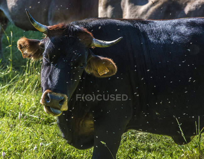 España, Cataluña, Pirineos, comarca de Garrotxa, Tortella, toro de una manada de vacas pardas pirenaicas - foto de stock