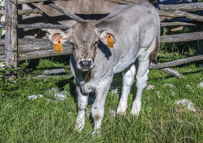 Espagne, Catalogne, Pyrénées, Garrotxa comarca, Tortella, veau brun français des Pyrénées — Photo de stock