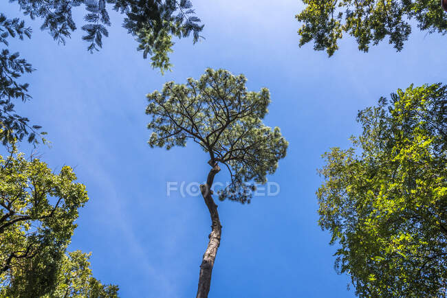 Francia, Gironda, Arcachon Bay, Ville d 'Hiver district, pine - foto de stock