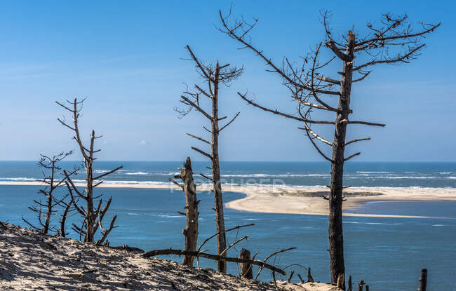 France, Gironde, Bassin d'Arcachon, Dune of Pilat, pines of the coastal dune destroyed by the sea wind and Arguin shoal in the background — Stock Photo