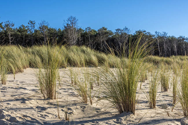 Francia, Gironda, Bassin d 'Arcachon, La Lagune beach, beach grass on the coastal dune to prevent coastal erosion - foto de stock
