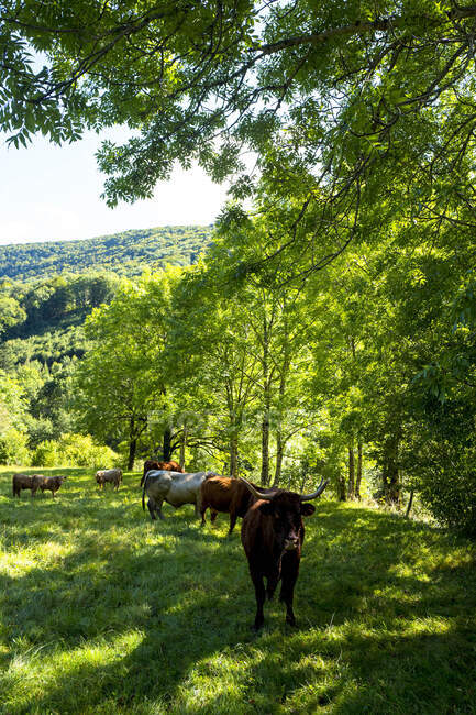 Francia, Mediodía-Pirineos, Aveyron, Conques, vacas - foto de stock