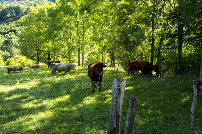 Francia, Mediodía-Pirineos, Aveyron, Conques, vacas - foto de stock