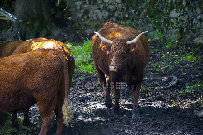 Francia, Mediodía-Pirineos, Aveyron, Conques, vacas - foto de stock