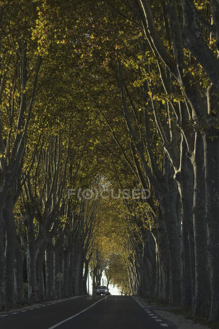 France, 81, N 126 lined with plane trees — Stock Photo