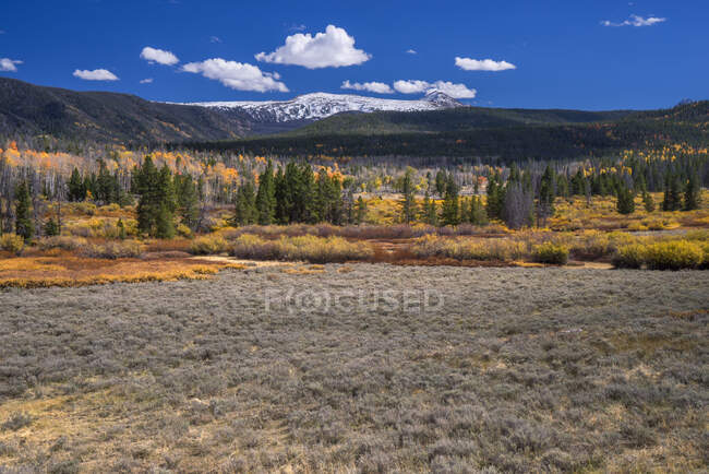 Estados Unidos, Wyoming, paisaje otoñal, plumas y pinos - foto de stock