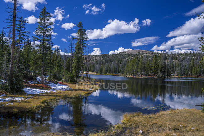 Estados Unidos, Wyoming, lago en un bosque de pinos - foto de stock