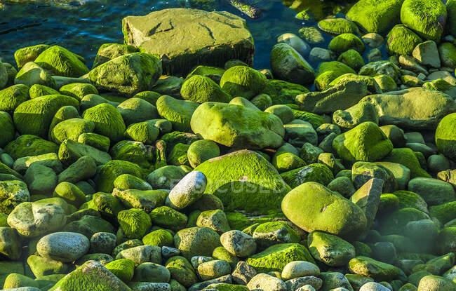 Francia, Bretaña, Douamenez, Finistere, piedras cubiertas de algas verdes en marea baja en una playa - foto de stock