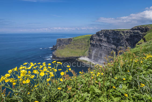 Europa, República de Irlanda, Condado de Clare, Burren y los acantilados del Geoparque Moher (Patrimonio de la Humanidad por la UNESCO), acantilados del Norte, con la manteca amarilla arrastrándose - foto de stock