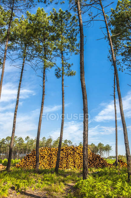 France, Gironde, Haute-Lande girondine, Hostens, forest path between the pines and bundles of wood — Stock Photo