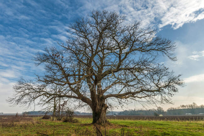 France, Gironde, Haute-Lande girondine, Hostens, vieux châtaignier dans les vignes à Landras — Photo de stock