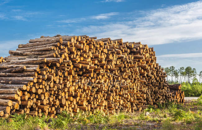 France, Gironde, Haute-Lande girondine, Hostens, bundle of wood — Stock Photo