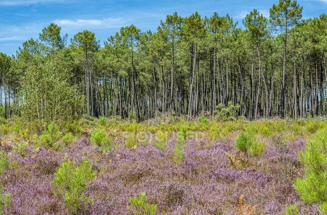 France, Gironde, Haute-Lande girondine, Hostens, heather callune in bloom, pines and ferns at the end of summer in the sensitive natural site of the Gat Mort lagoons — Stock Photo