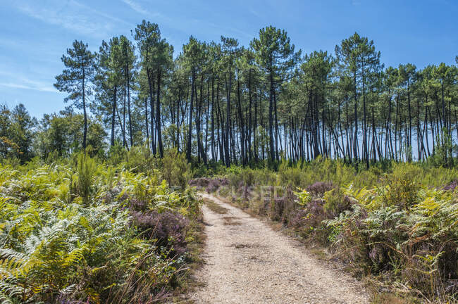 Francia, Gironda, Haute-Lande girondine, Hostens, sendero forestal entre helechos y pinos - foto de stock