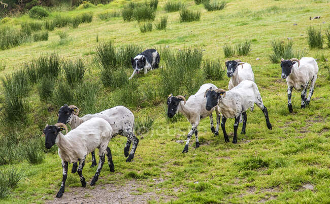 Republic of Ireland, County Kerry, Iveragh Paninsula, training of a herding dog (Border Collie), Suffolk sheeps — Stock Photo