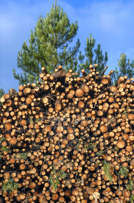 France, Gironde, Haute-Lande girondine, Hostens, bundles of wood in the pine forest — Stock Photo