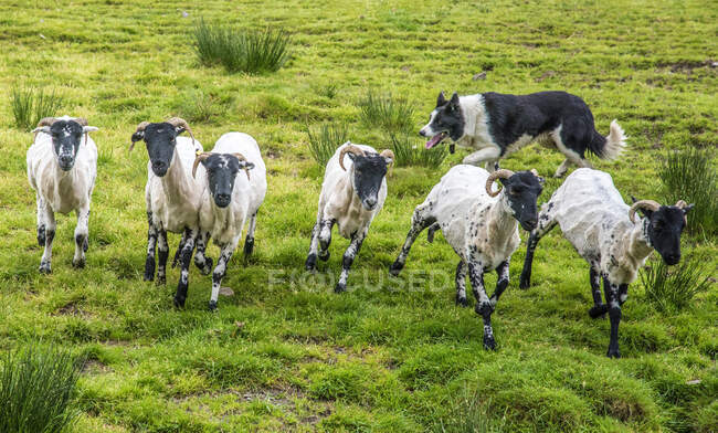 Republic of Ireland, County Kerry, training of a herding dog (Border Collie), Suffolk sheeps — Stock Photo