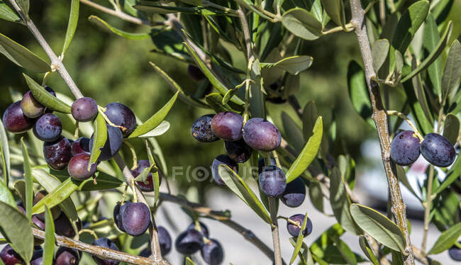 Франція, Прованс, Воклюз, Дентелс де Монмірайл, чорні оливки на дереві. — стокове фото