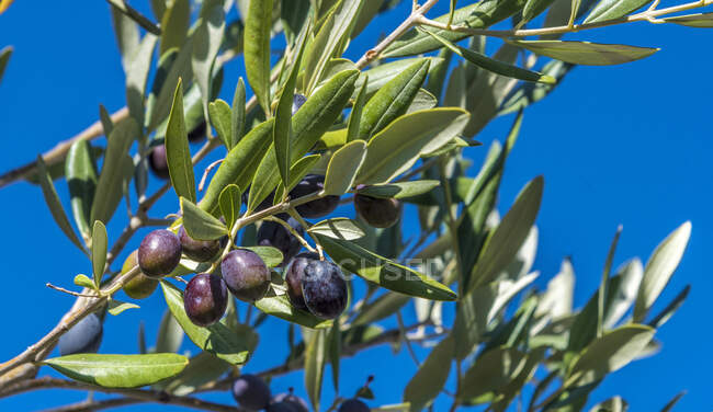 France, Provence, Vaucluse, Dentelles de Montmirail, black olives on the tree — стоковое фото