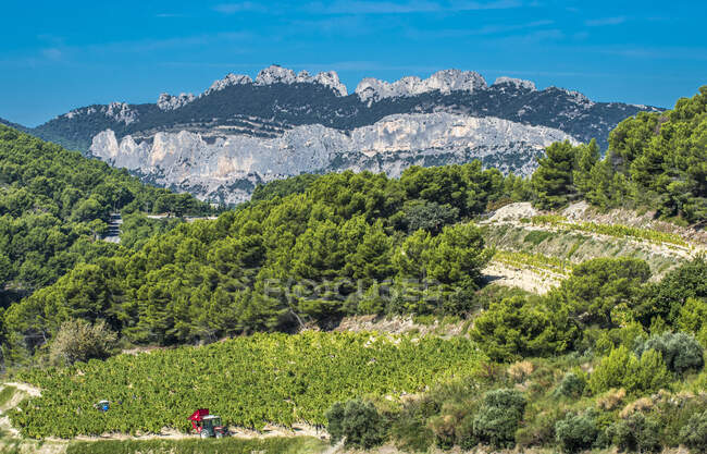 Francia, Provenza, Vaucluse, Dentelles de Montmirail, vendemmia ai piedi delle montagne — Foto stock