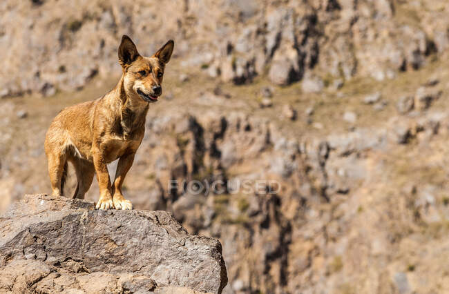 Oriente Medio, Yemen, Centro Oeste, Región de Jebel Harraz (Lista Tentativa del Patrimonio Mundial de la UNESCO), perro en las montañas - foto de stock