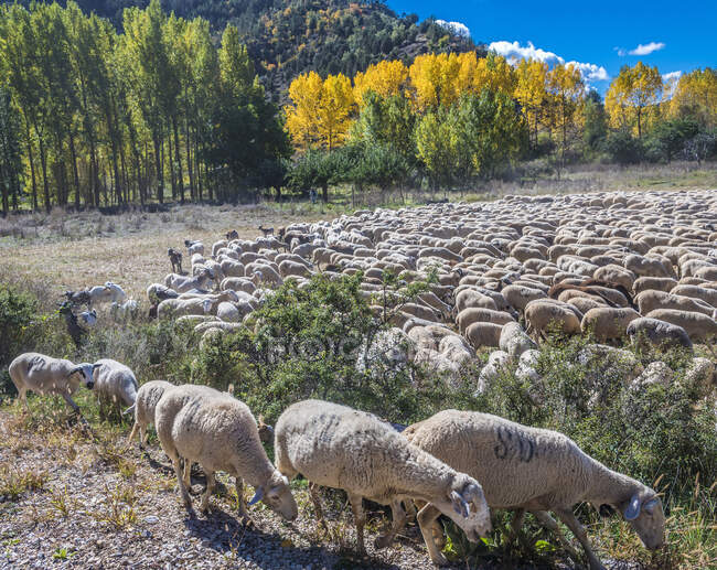 España, Comunidad Autónoma de Aragón, Provincia de Teruel, Sierra de Albarracin Comarca, Sierra de Albarracin, Reserva Nacional Montes Universales, rebaño de ovejas - foto de stock
