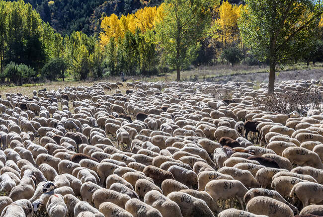 : España, Comunidad Autónoma de Aragón, Provincia de Teruel, Sierra de Albarracin Comarca, Sierra de Albarracin, Reserva Nacional Montes Universales, rebaño de ovejas - foto de stock