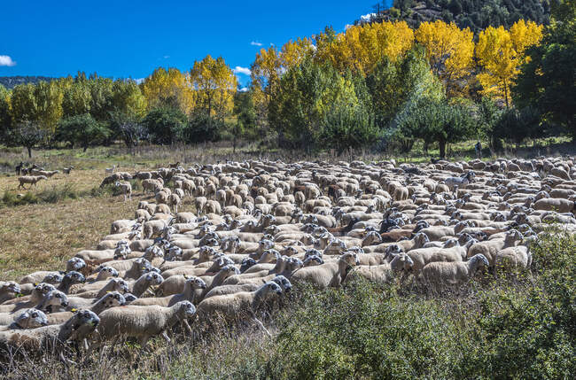 Espanha, comunidade autónoma de Aragão, Província de Teruel, Sierra de Albarracin Comarca, Sierra de Albarracin, Montes Universales Reserva nacional, manada de ovinos — Fotografia de Stock