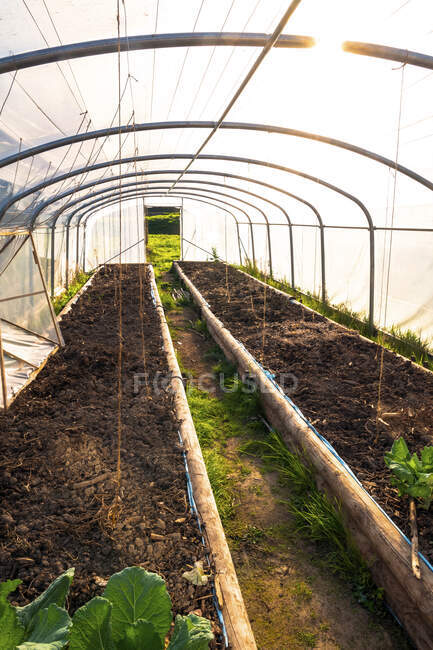 Europe, France, Burgundy, Epoisses, cultivation tunnel — Stock Photo