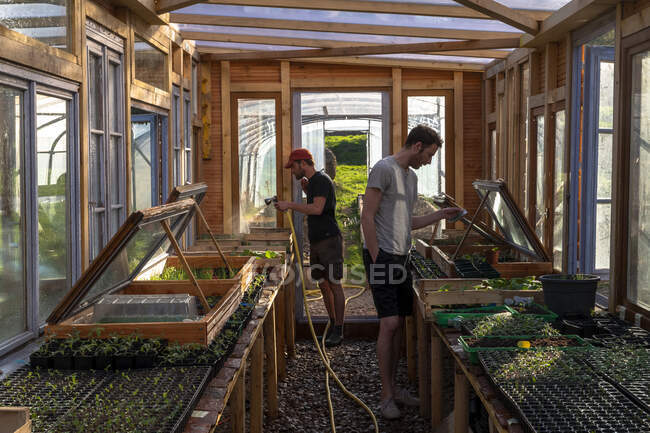 Europe, France, Burgundy, Epoisses, young market gardener watering plants in a greenhouse — Stock Photo