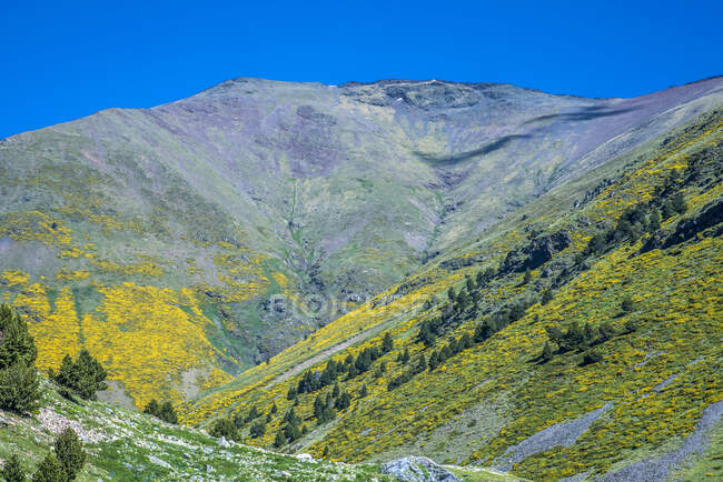 Spagna, Catalogna, Pirenei, Comarque de Ripolles, Vall de Nuria, montagna con macchie di ginestra spagnola (spartium junceum) — Foto stock