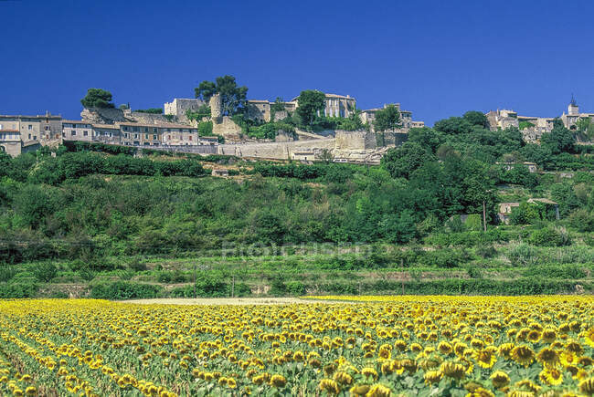 France, Provence, Vaucluse, Petit Luberon, champ de tournesol et le village perché de Menerbes en arrière-plan (Plus Beau Village de France - Le plus beau village de France) — Photo de stock