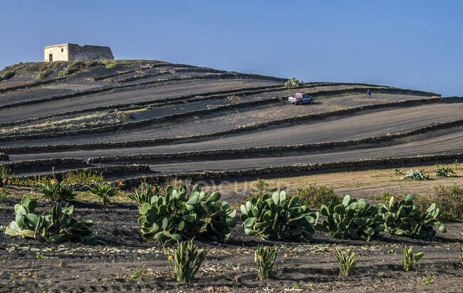 España, Islas Canarias, Isla Lanzarote, agricultura, el valle volcánico de la Geria - foto de stock