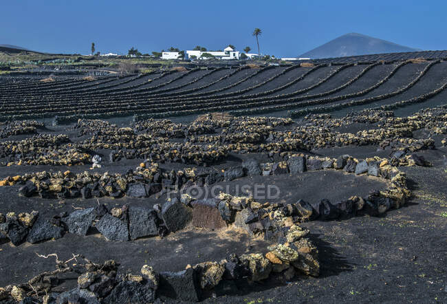 España, Islas Canarias, Isla Lanzarote, Viticultura en el valle volcánico de la Geria - foto de stock